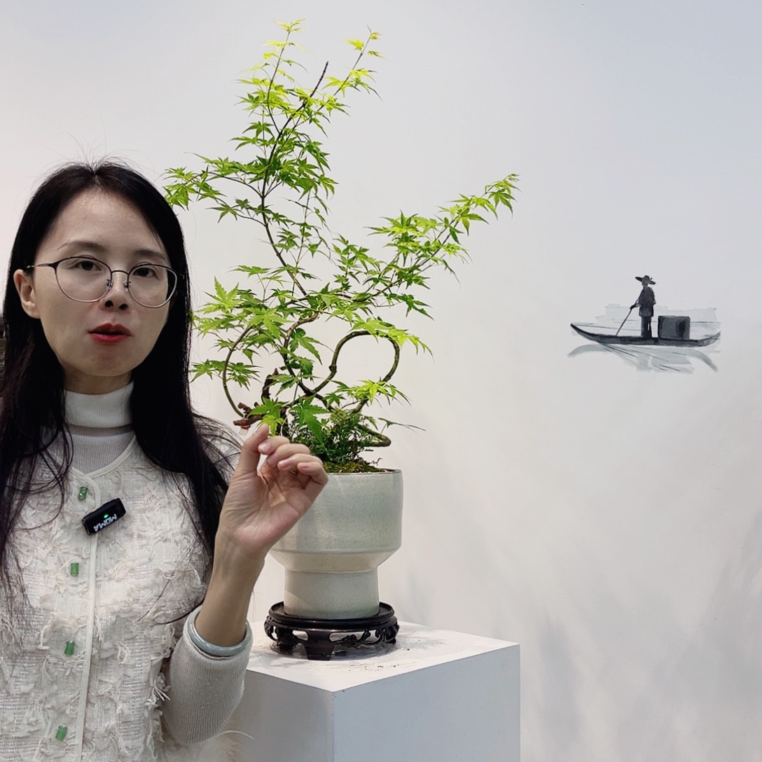 高端绿植一物一拍