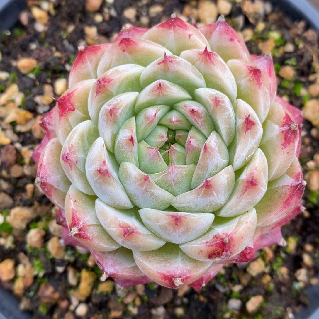 自助下单多肉下滑链接更多品种-卡杂