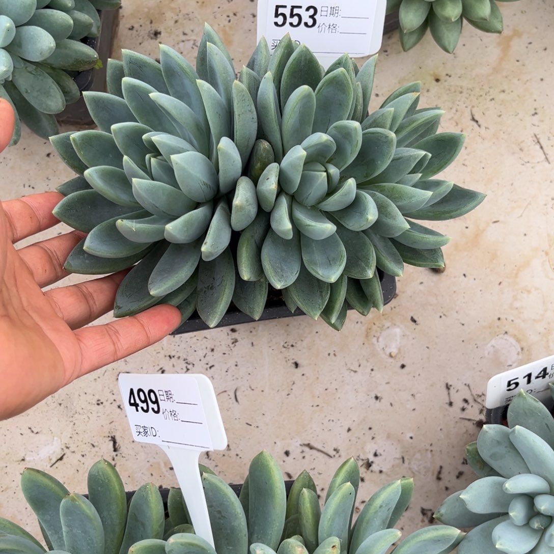 红蛋多肉植物三头553