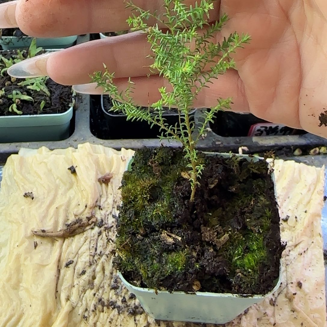 完全开放石松植物