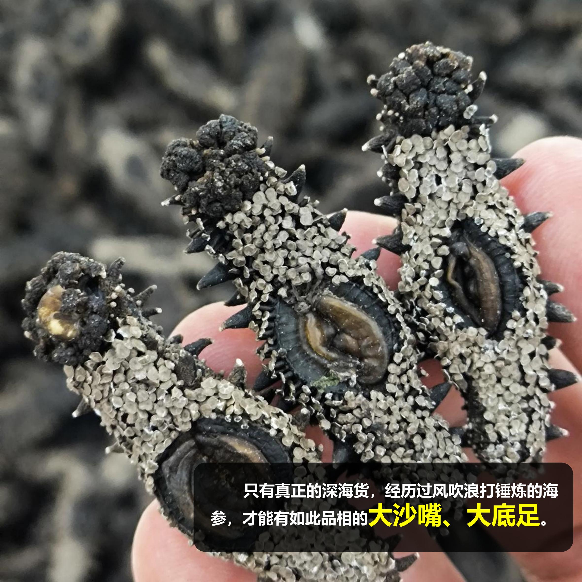 【双有机认证】深海底播海参80-85头纯淡干 假一罚三