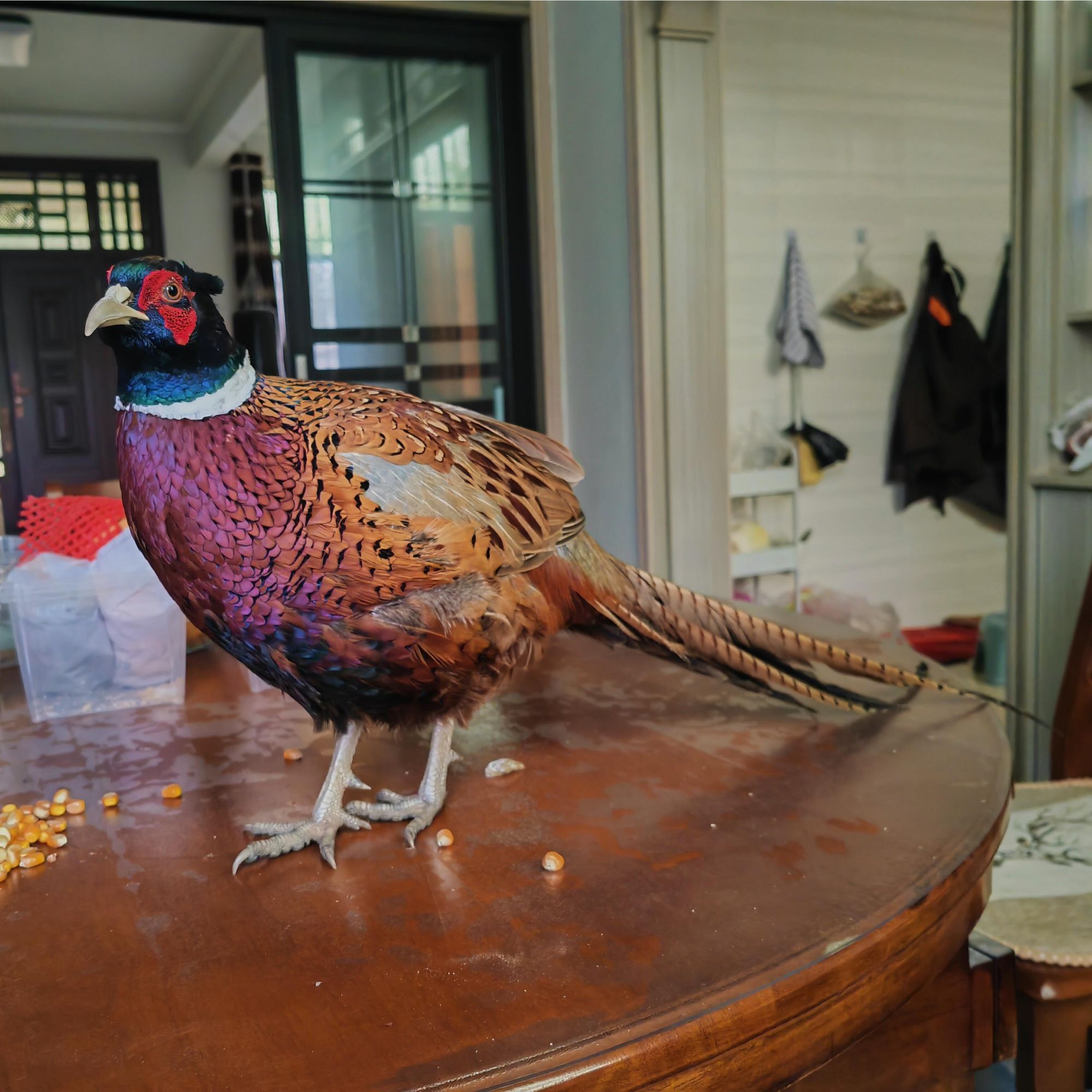 宠物鸡 包邮包活 死了包赔