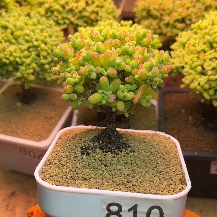 无花朵810金桔糖球