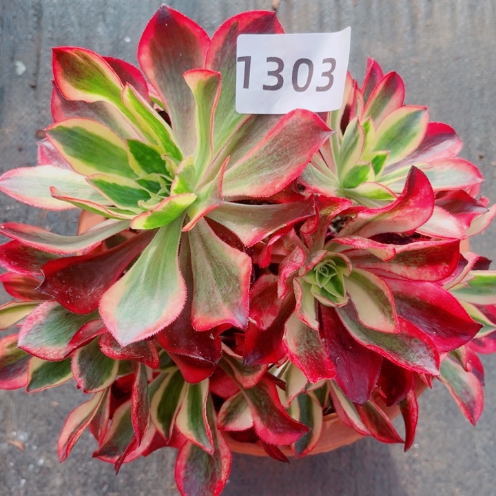 魅影不售后特价福利多肉