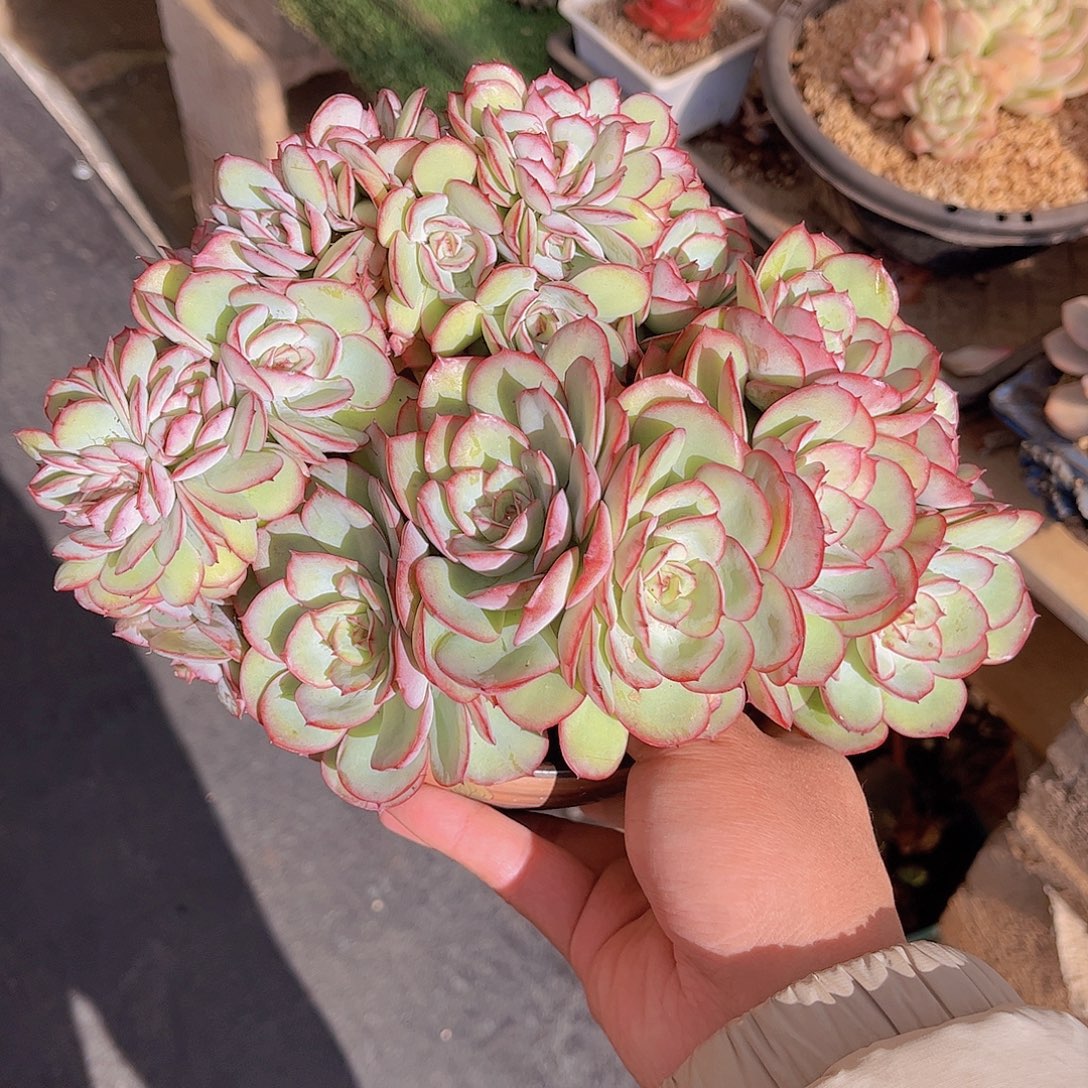 (***寻韩版牡丹亭朵朵缀多肉