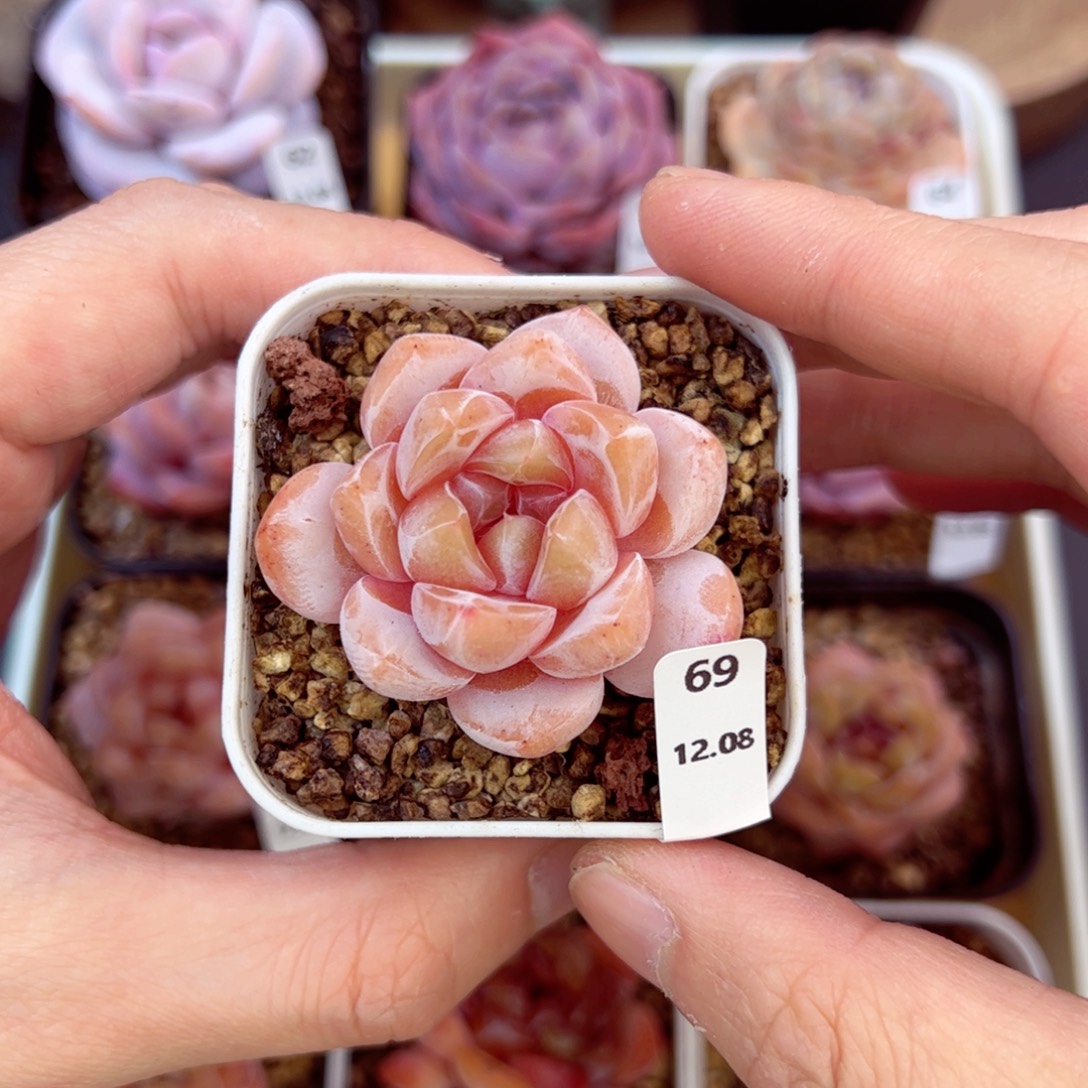 好好看69、哈哈哈哈哈