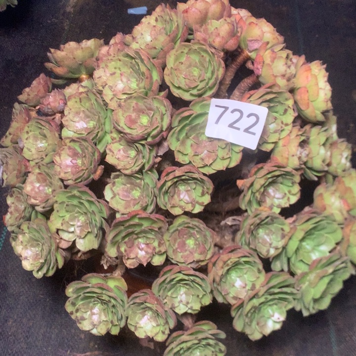 722叶片有伤多肉植物