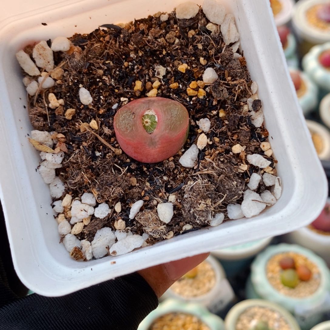 5245--一物一拍 带盆 1798.78