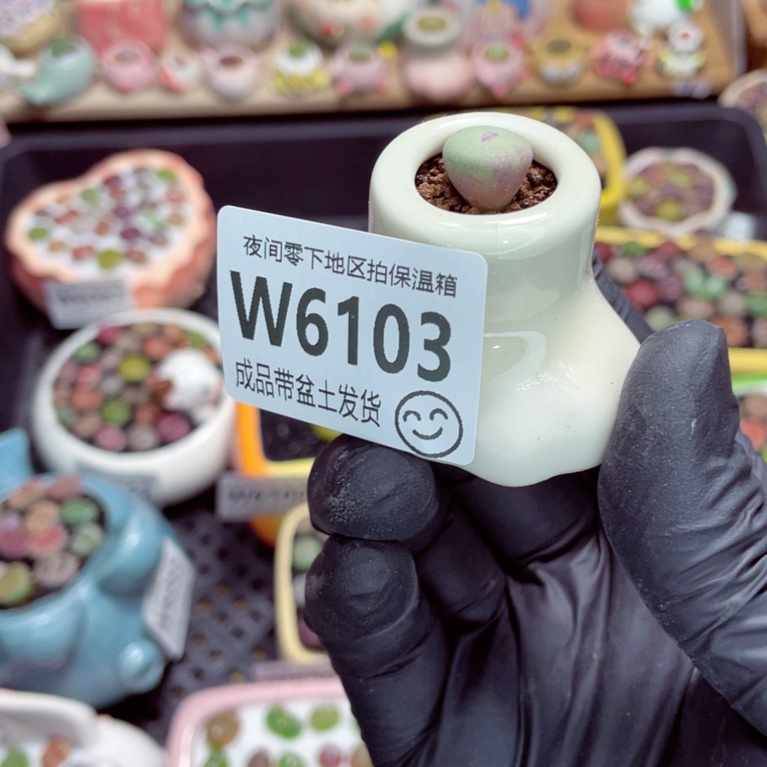 夜间零下地区拍保温箱w6103