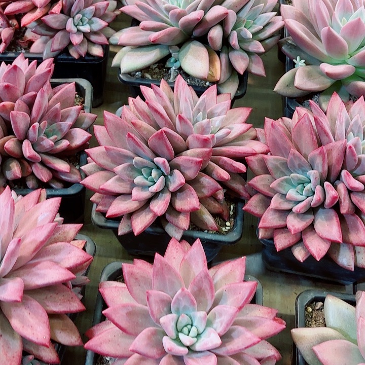 知音双头精品多肉盆栽带状态