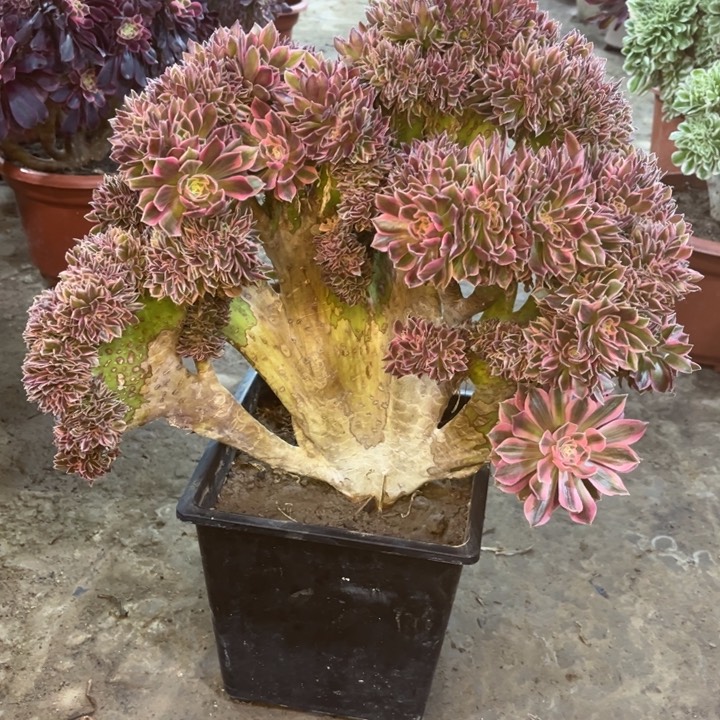 精品法师福利多多