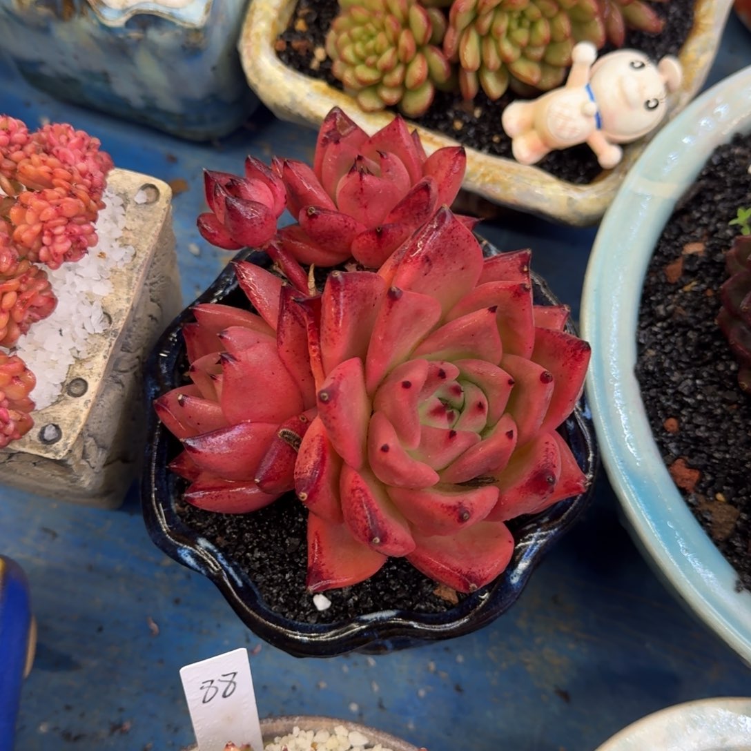 多肉植物盆栽多肉植物