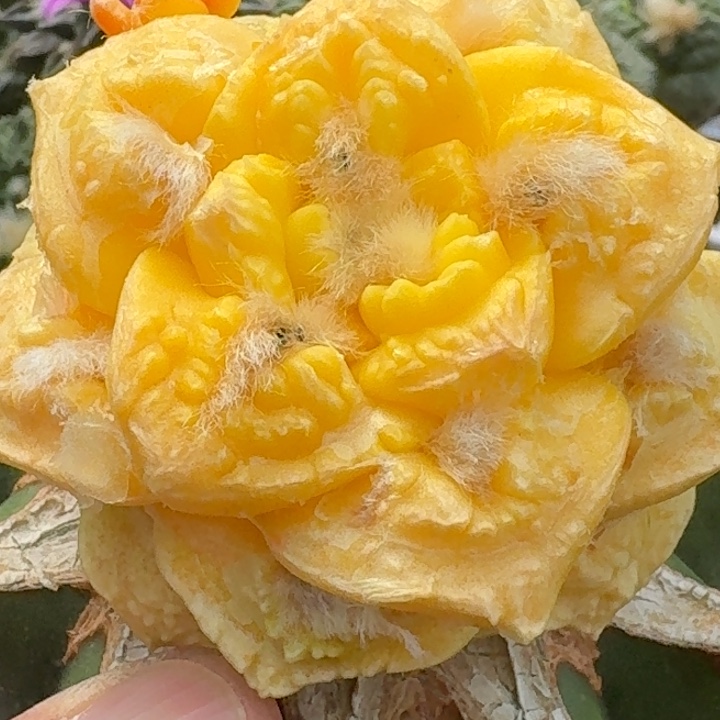 无花朵苗接龟甲锦349