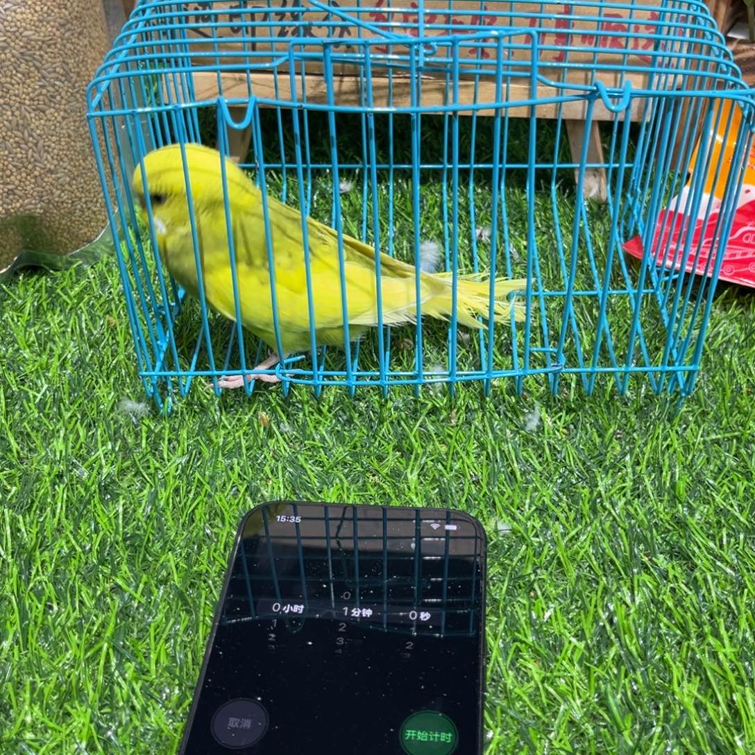 暮***色虎皮鹦鹉大头虎皮鹦鹉一只，一物一拍不退换竞拍