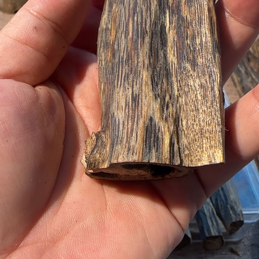 核桃其他虫漏25克一个