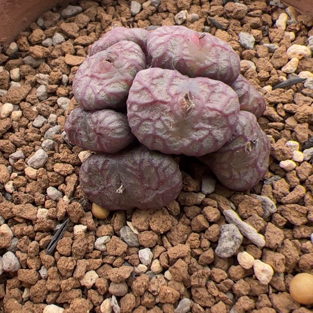 0932号 送奶杂交 多肉植物