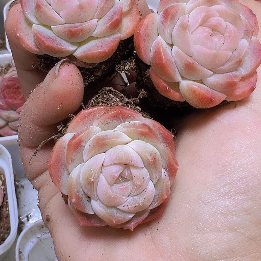 萌宝珍妮3个19包邮有d哦肉