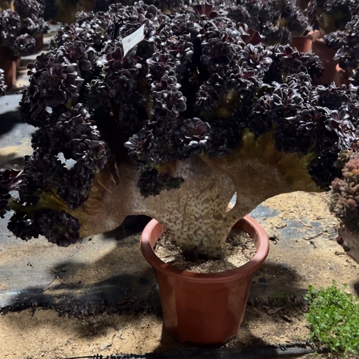 *️*317多肉植物欧紫