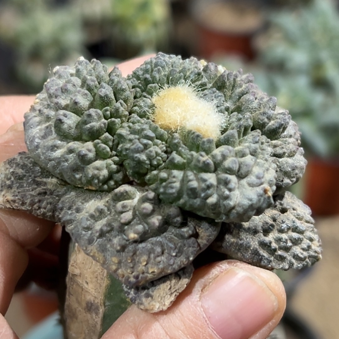 完全开放福利绣普大尤哥怒牡丹013