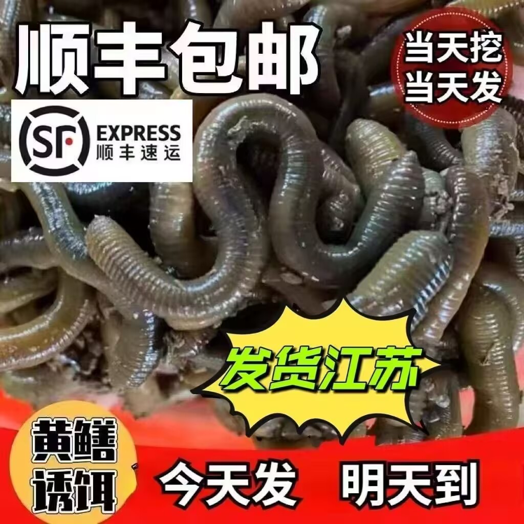 活体钓黄鳝大蚯蚓地龙蚯蚓黄鳝诱饵活饵鱼饵钓鱼黑蚯蚓青蚯蚓包邮