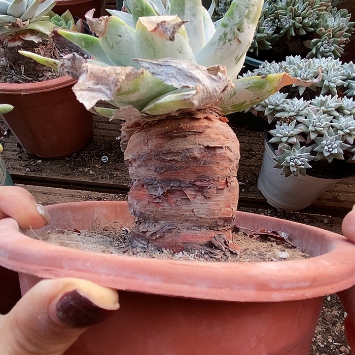 雪山多肉植物一物一拍040