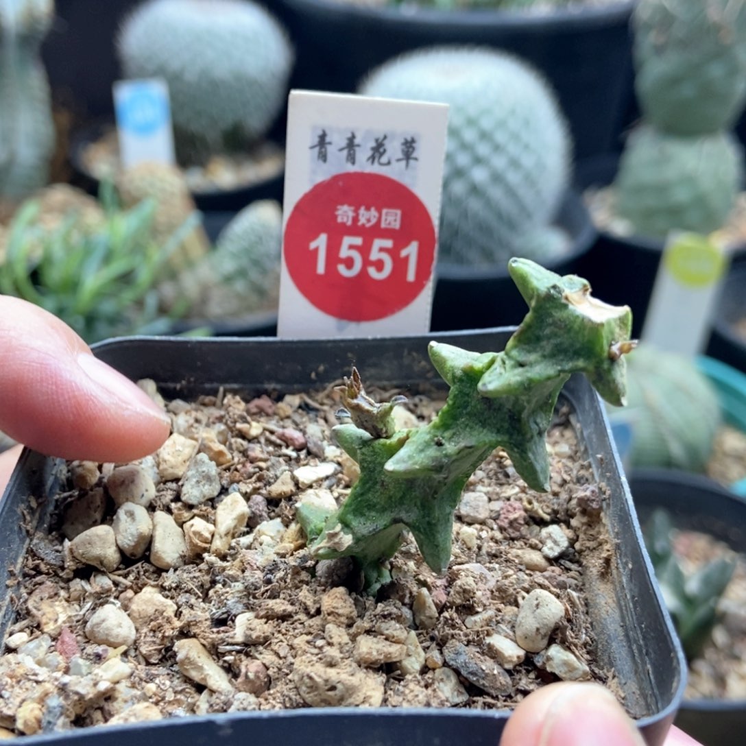 武蜡泉一颗仙人球