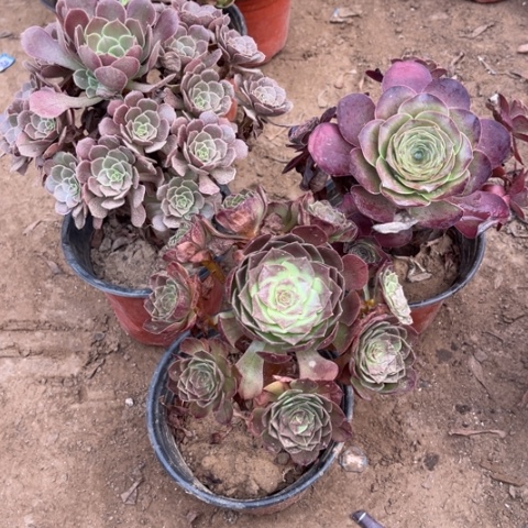 293多肉植物组合，