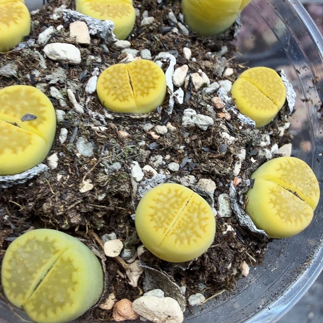 这个点睡起来都会梦718哈哈