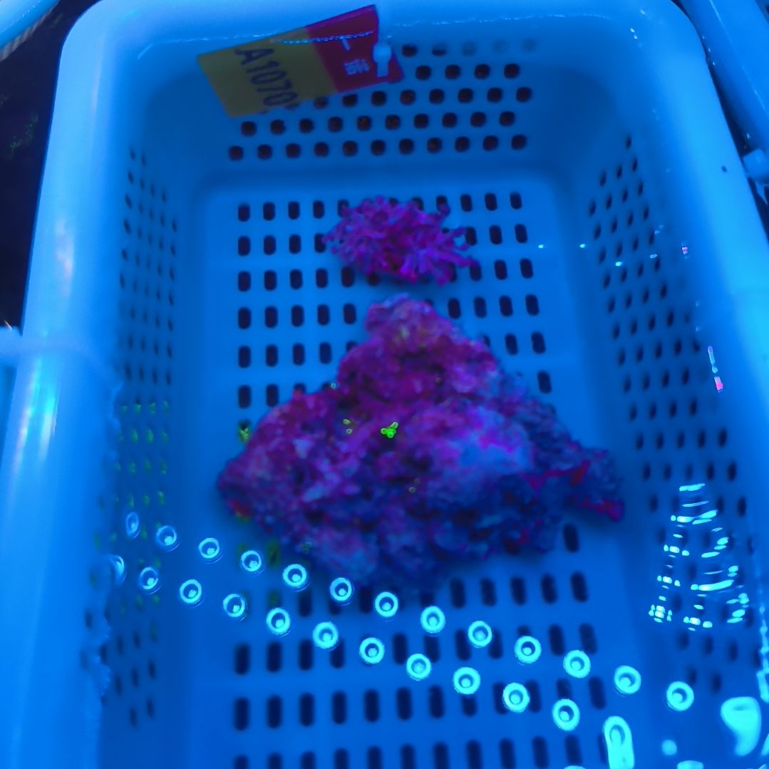 纽扣珊瑚1070草皮套餐