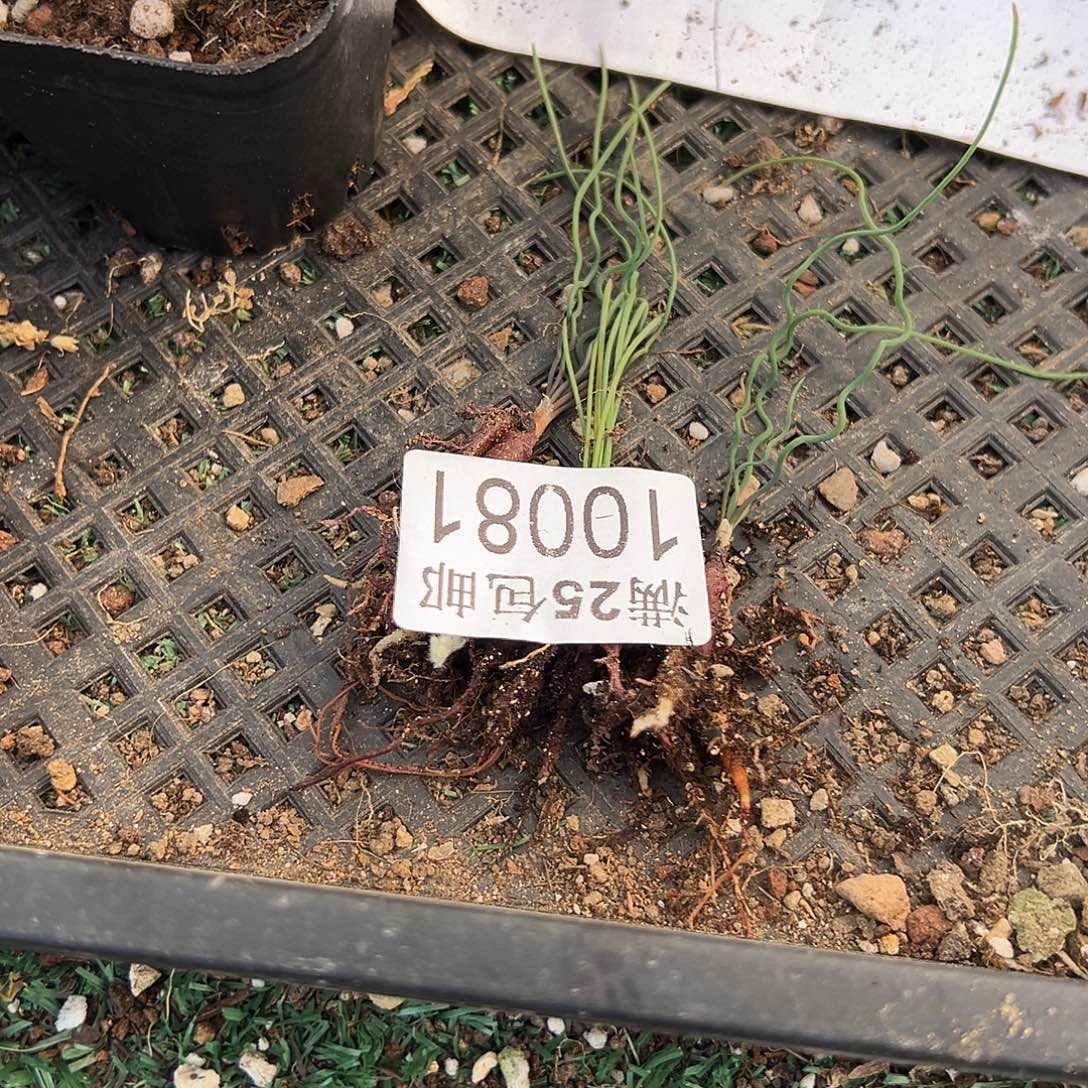 六***线三颗方便面，081，一物一拍