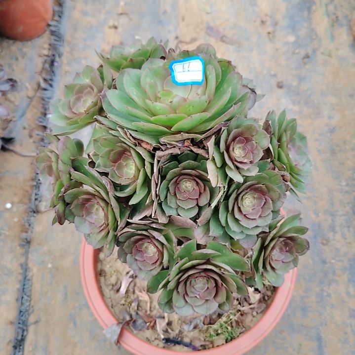 66号老桩万圣节法师