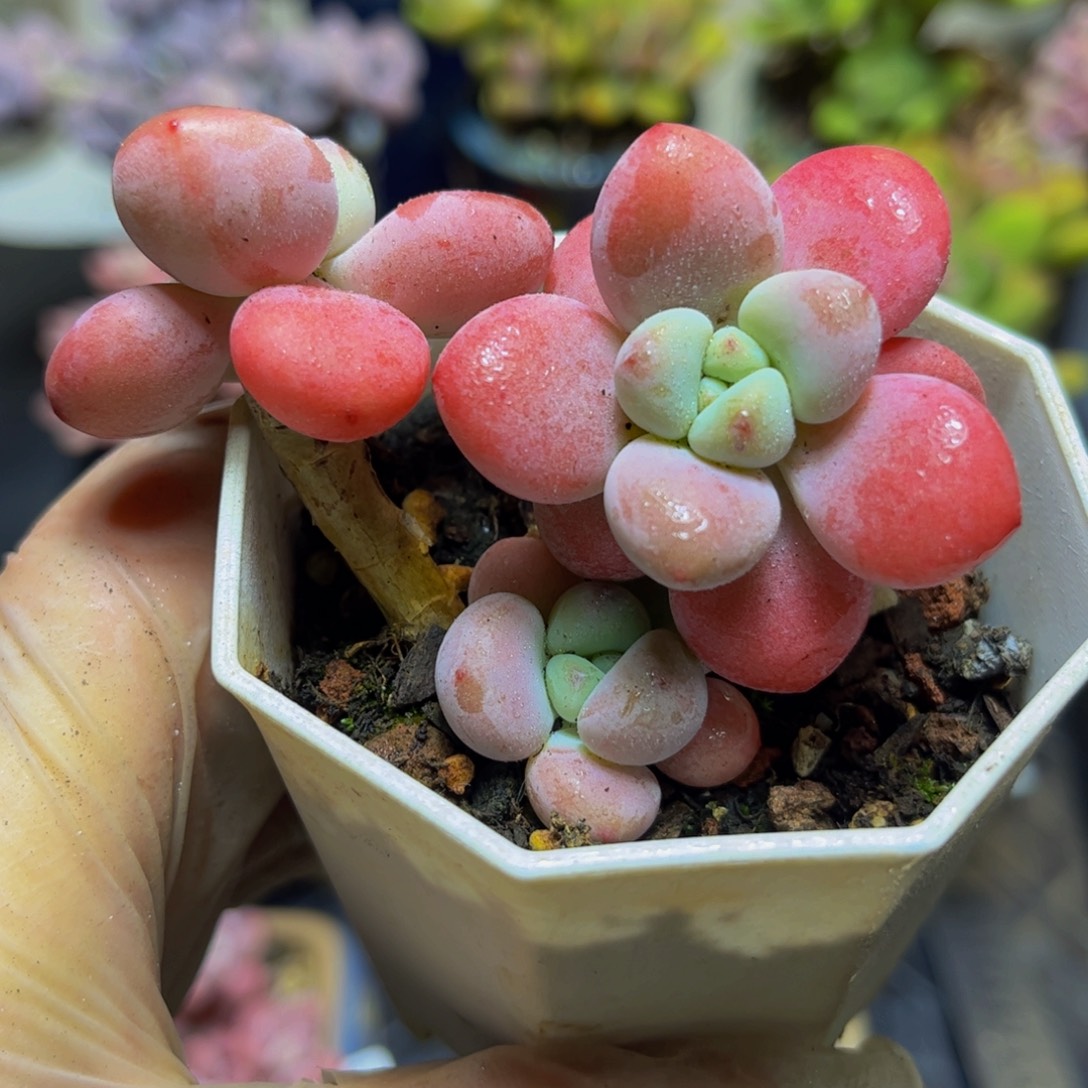 357樱花洛神7.5厘米多肉