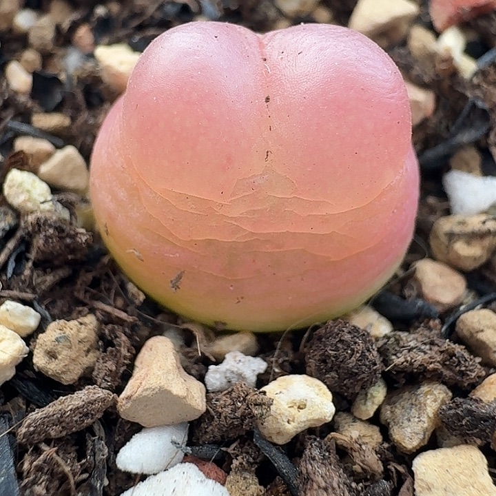 老马生石花拉登1808