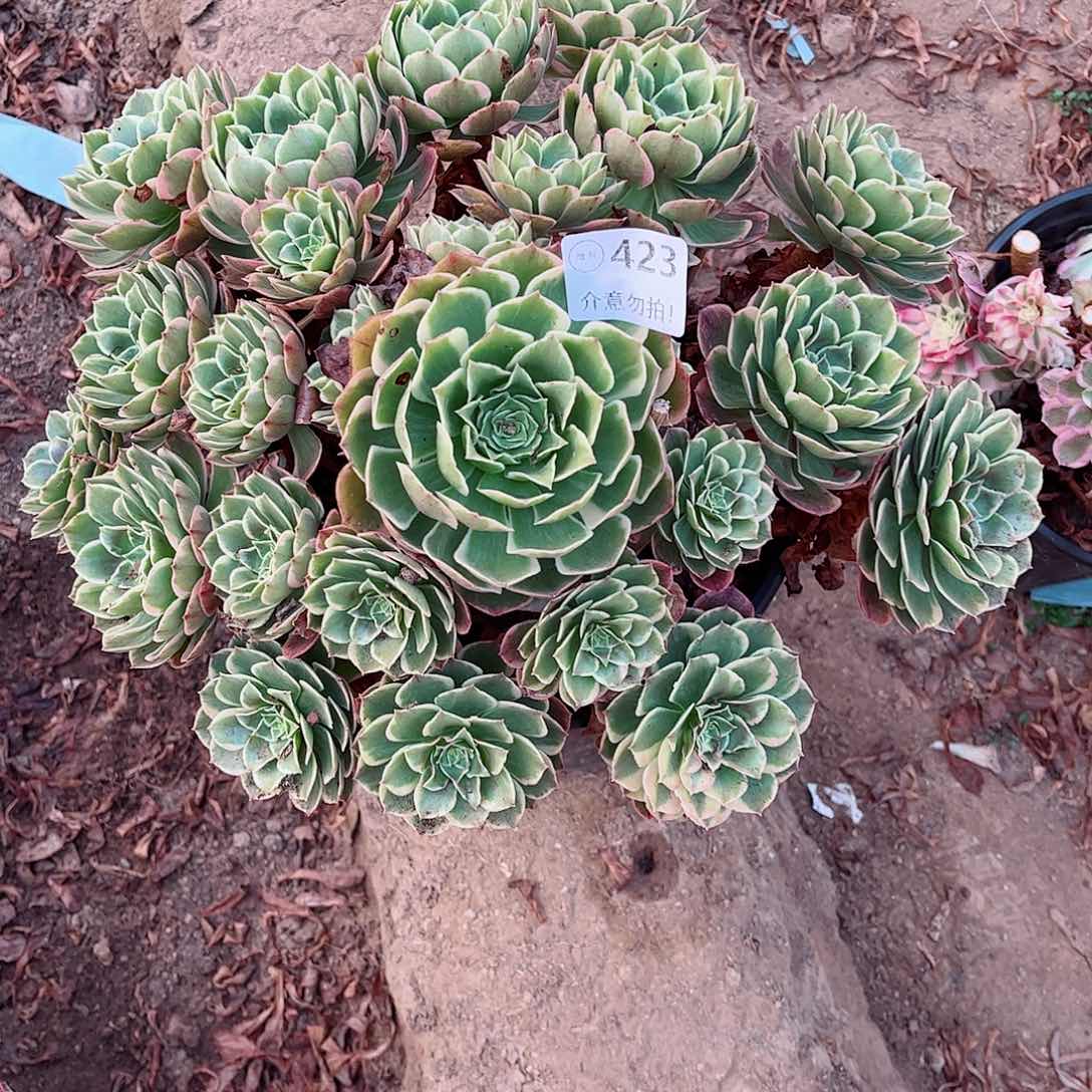 无花朵多肉植物423