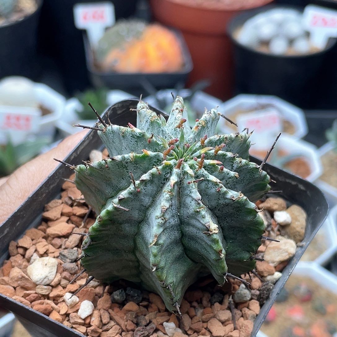 实生白衣魁伟玉 致远多肉