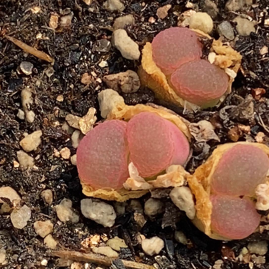 桃喜花园0421-3粉樱