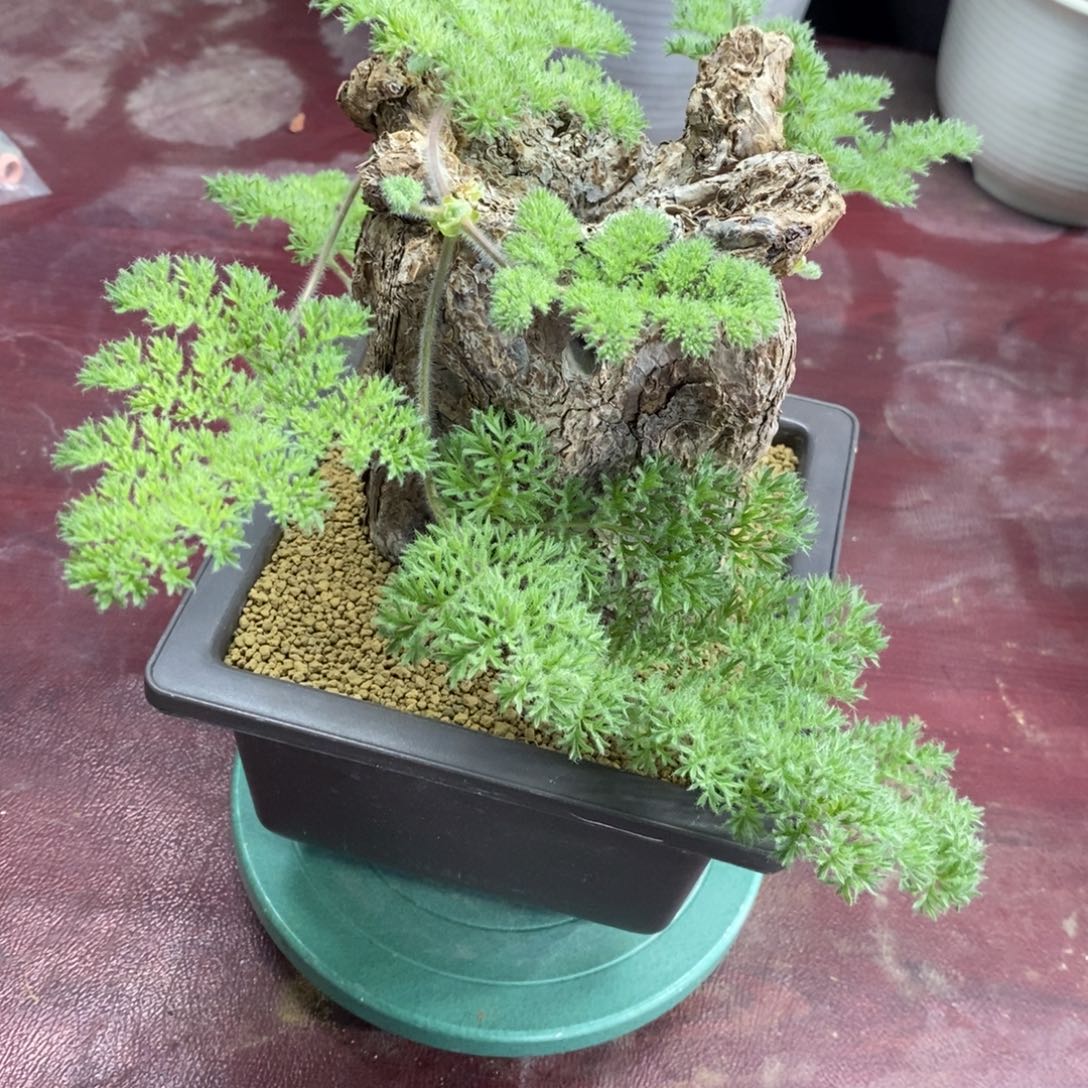 枯木杨奎多肉植物