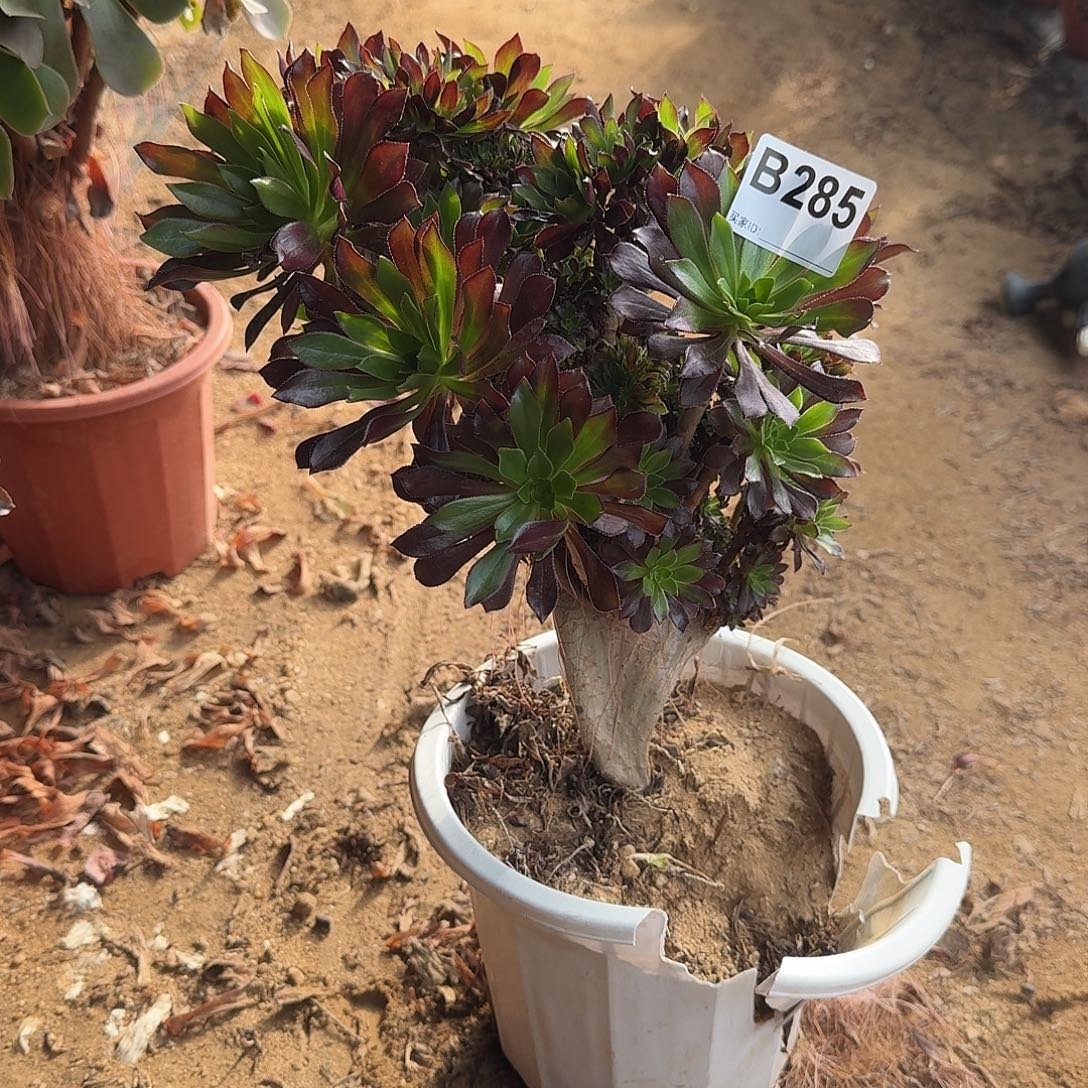 285黑法师一颗有伤满28包邮