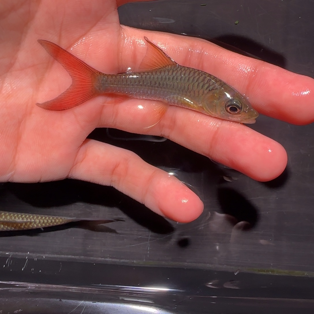 海水鱼缅甸盈江盈江结鱼