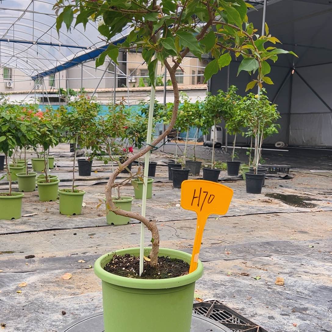 当前无花栽培后可以开花?****?H70酒红桑巴棒棒糖