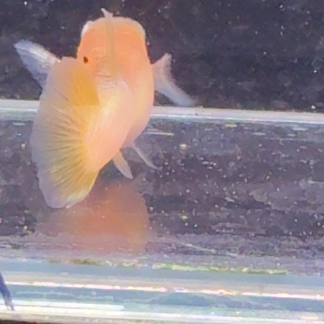 孔雀鱼粉猫1对孔雀鱼