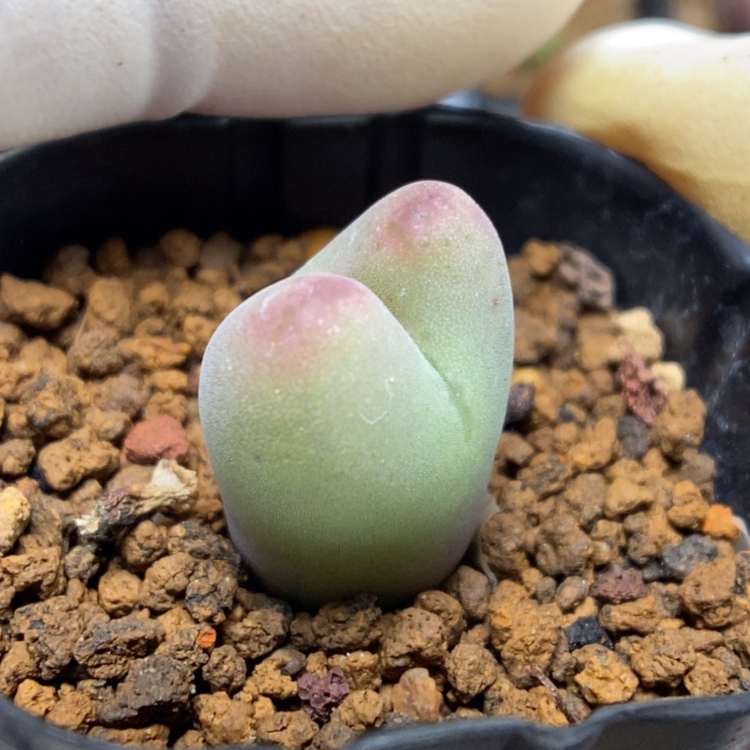 多肉植物肉锥杂交K-140 将杂 腮红脸
