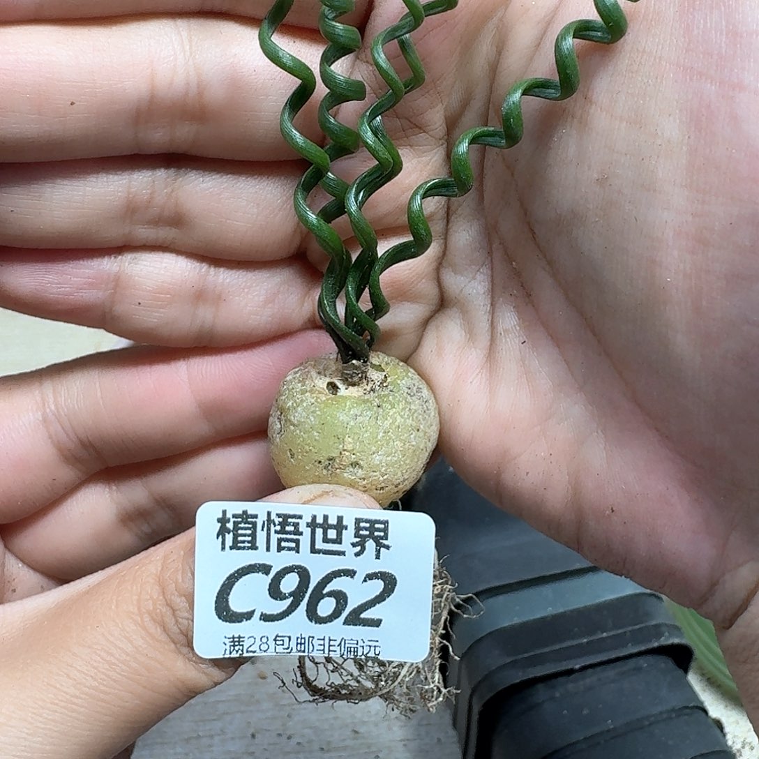 多肉植物的人啊fgbb