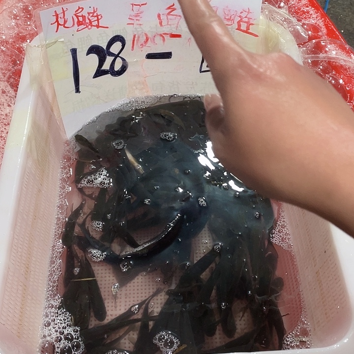 海水鱼大头鱼胖头鱼