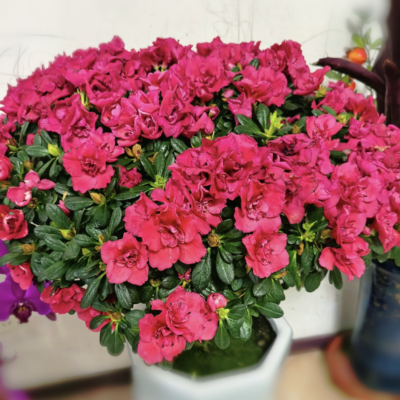 杜鹃花盆栽室内外庭院植物新手易养护爆花强