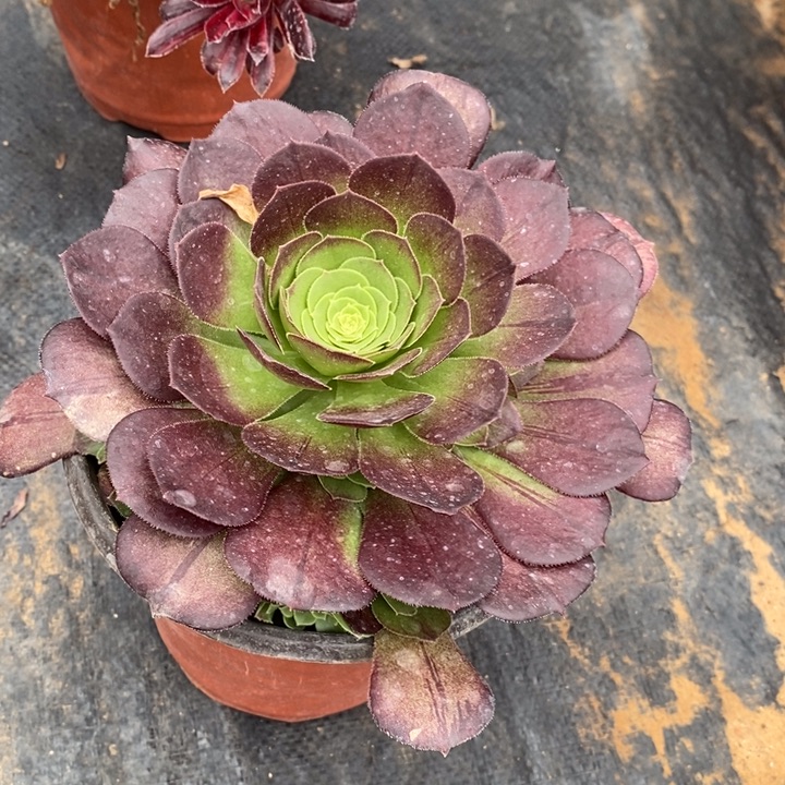 花月夜多肉法师手捧