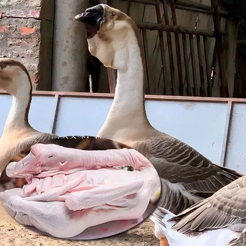 一号链接（1.5斤）整只装纯种狮头鹅肉鲜活预包装食品 潮汕特产