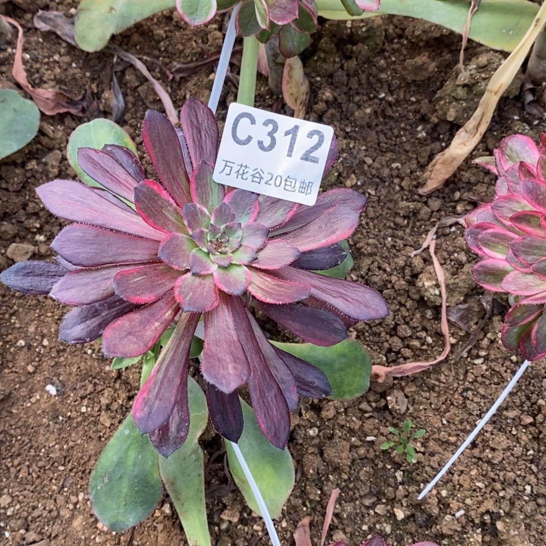 312同花顺多肉植物