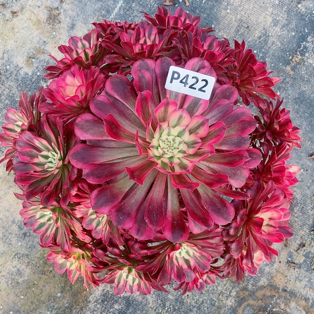 红陶422红铜白3多肉