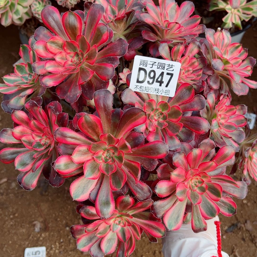 947丽娜雨子多肉植物